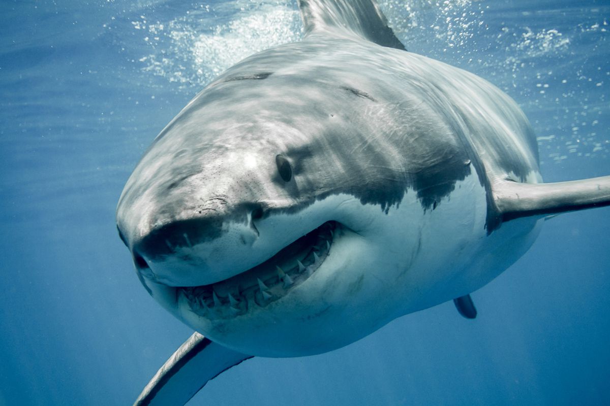 Great White Great White
