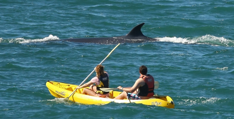Sea kayaking Sea kayaking
