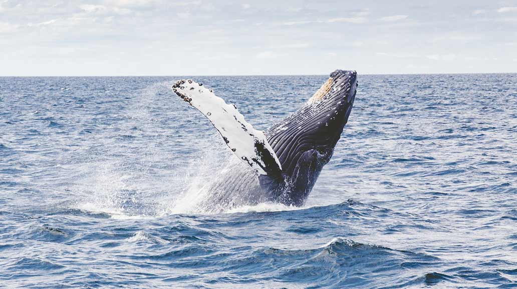 The-Ultimate-Guide-to-Whale-Watching-in-Hermanus The-Ultimate-Guide-to-Whale-Watching-in-Hermanus