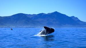Whale Jumping Whale Jumping