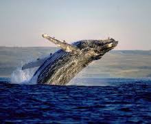 Whale breaching Whale breaching