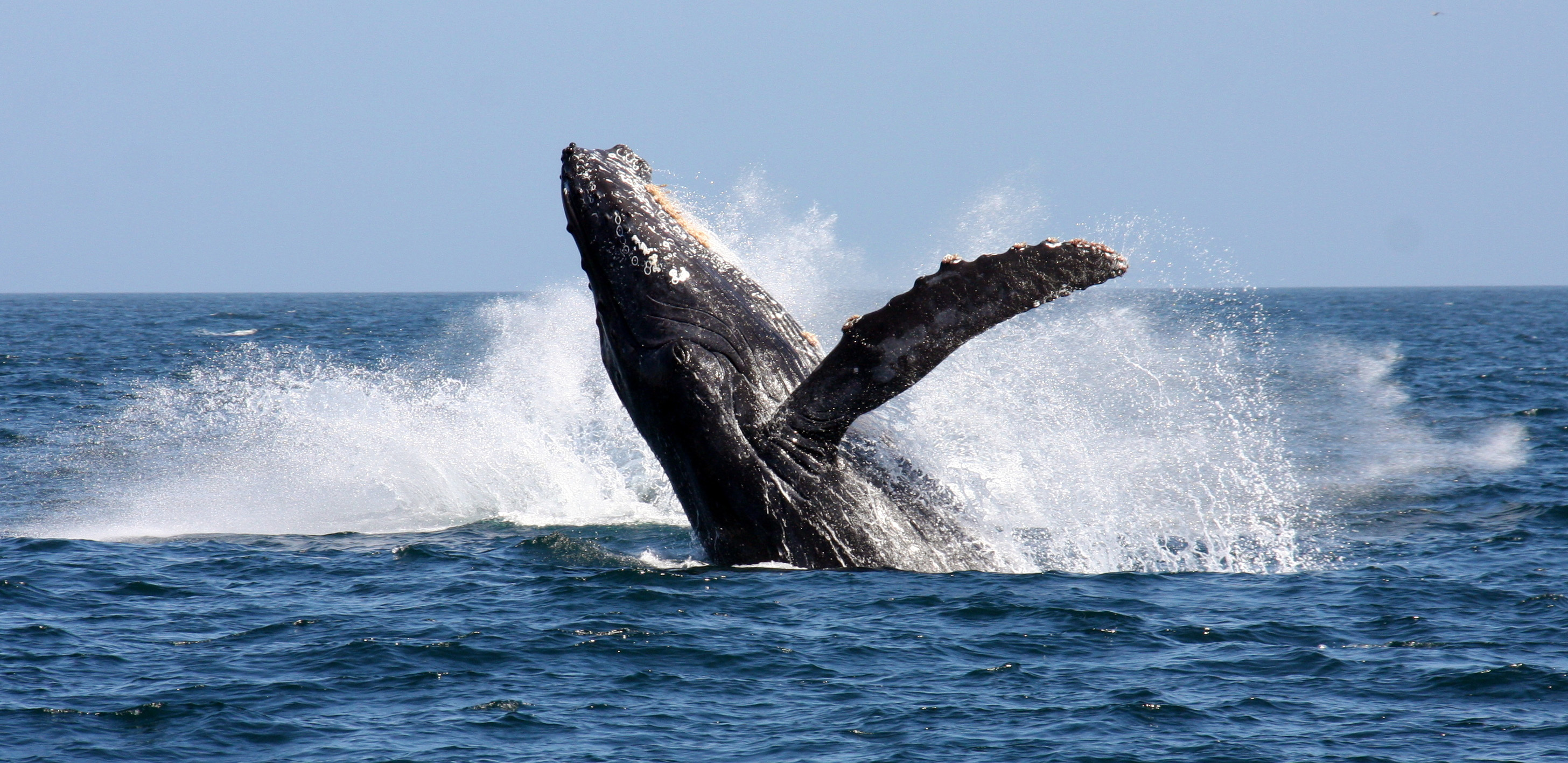a-humpback-whale-breaching-in-false-bay a-humpback-whale-breaching-in-false-bay